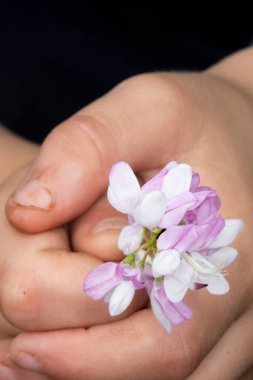 Pensilvanya kır çiçeğini tutan bir çocuğun elleri. Ayrıca balta tohumu ya da karasal taç olduğunu da biliyoruz. Bu zehirli çiçek, erozyonu önlemek için toprak örtüsü olarak kullanılır.