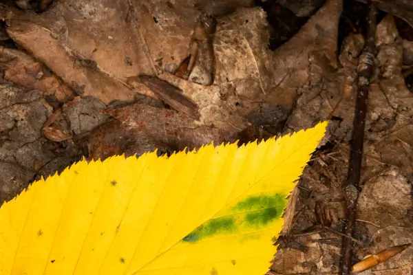 Ormanın zemininde canlı sarı bir yaprağın fotoğrafını çek.