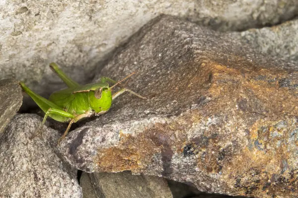 stock image close up of a bright green grasshopper perched in the rocks. 