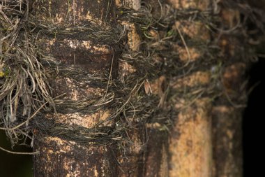 Bir çit oluşturmak için birbirine bağlanmış kirli bambuları kapatın. Arkaplan