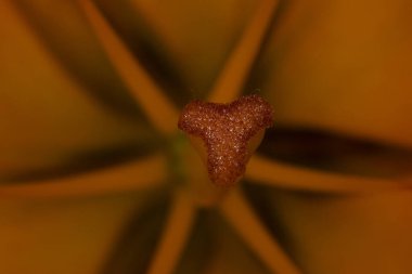 Close-up capture showcasing the vibrant orange stigma of a lily, radiating elegance and beauty. clipart