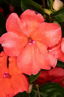 Beacon somon impatiens 'e yakın çekim, ayrıca balsaminaceae' nin dokunuşları olarak da bilinir. Bilimsel adı Impatiens Walleriana. 