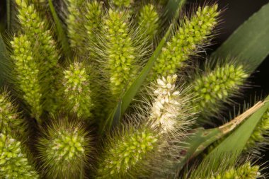 close up of foxtail grass seed head with yellow or purple bristles. This aggressive plant is self seeding and has a very bristly and spiny texture.  clipart