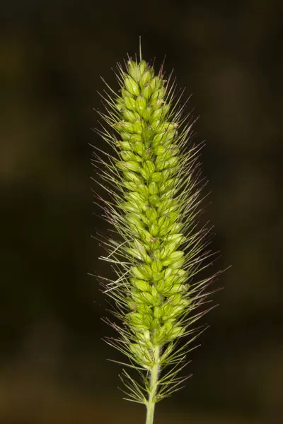 stock image close up of foxtail grass seed head with yellow or purple bristles. This aggressive plant is self seeding and has a very bristly and spiny texture. 