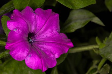 Kusurlu gerçek bir Surfinia menekşe petunyasına yakın, bu çiçek canlı rengiyle ve ne kadar az bakımlı olmasıyla bilinir.. 