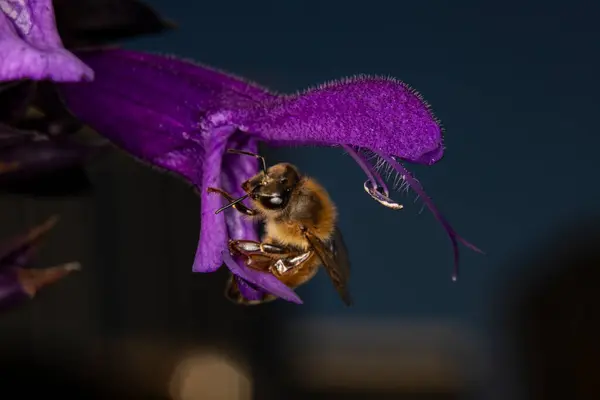 Stock image Close up of the western honeybee on a salvia flower, also known as purple majesty. The honey bee is a vital pollinator. 