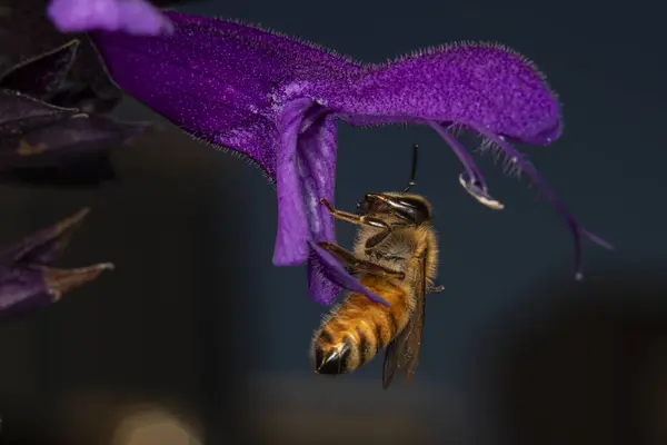 stock image Close up of the western honeybee on a salvia flower, also known as purple majesty. The honey bee is a vital pollinator. 