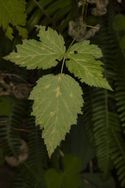 bitki haşereleri, pasifik böğürtlen çalıları, rubus ursinus, böğürtlen, yabanmersini, yaban mersini, yüksük ağacı, pasifik kıyısı, yenilebilir meyve, yeşillik, yapraklar, bileşik, pürüzlü kenarlar, damarlı, lobed, yapraklı, yapraklı, yapraklı, yapraklı, yapraklı, yapraklı, yapraklı, yapraklı, yaz, yakın plan, 