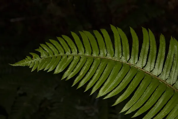 stock image Close up of the wood sword fern and its adventitious roots. This fern was from the Quinault Rainforest in the Olympic national park