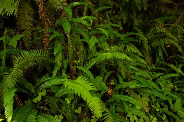 stock image wall of wood sword ferns from the Quinault Rainforest, background or wallpaper 