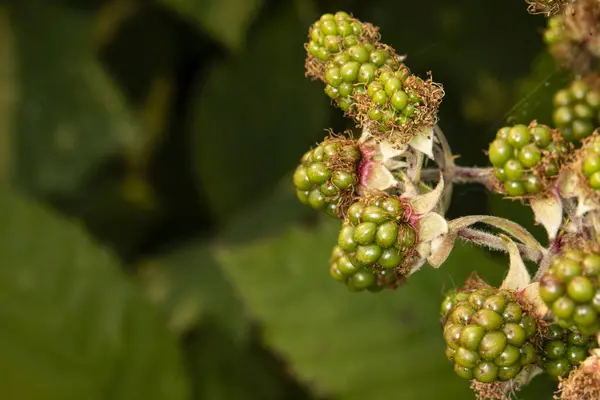 Pacific Blackberry 'ye yakın, Rubus ursinus olarak da bilinir. Bu yabanmersini çalılığında olgunlaşmamış yeşil meyveler var..