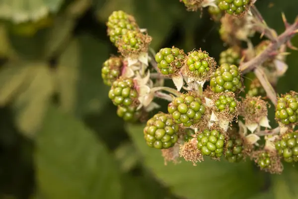 Pacific Blackberry 'ye yakın, Rubus ursinus olarak da bilinir. Bu yabanmersini çalılığında olgunlaşmamış yeşil meyveler var..