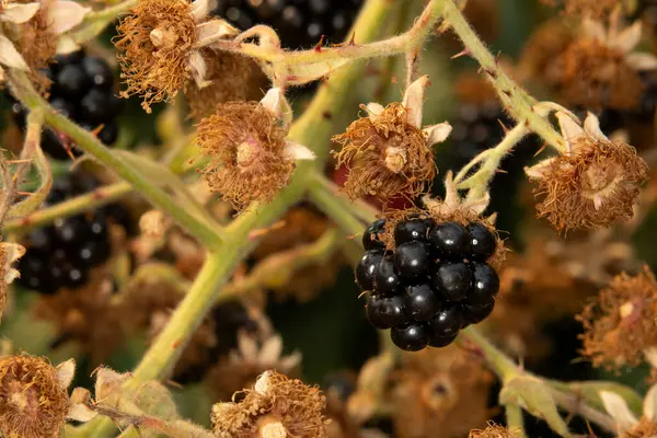 Pacific Blackberry 'ye yakın, Rubus ursinus olarak da bilinir. Bu yabanmersini çalılığında yenmeye hazır lezzetli böğürtlenler var.