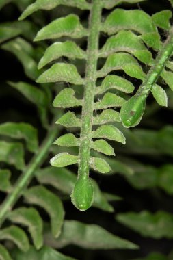 Yapay eğreltiotu bitkisindeki toz ve tüyleri kapatın. Sahte bitki tozlu ve kirli..