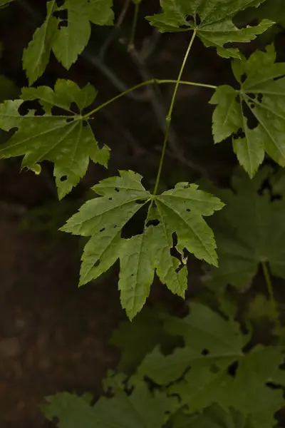 Siyah arka planda Acer circinatum olarak da bilinen bir akçaağaç ağacının yakınında. Böcekler tarafından yenir, delikli yapraklar