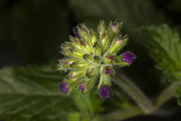 Anchusa Officinalis mor çiçek kümesine yakın.