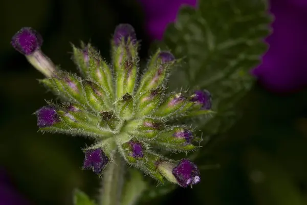 Anchusa Officinalis mor çiçek kümesine yakın.