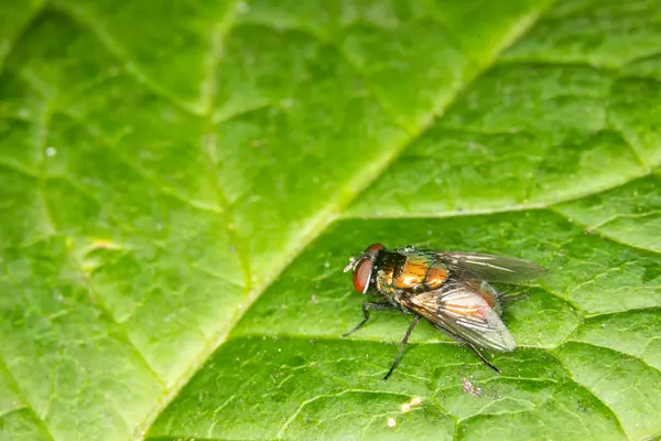 stock image green and orange iridescent common green bottle fly on a vibrant green leaf, also known as sheep blowflies of the calliphoridae