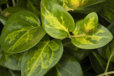 Vinca Maculata 'nın çeşitlendirilmiş görüntülerini kapat