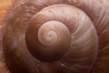 Fibonacci spiralinin doğadaki deniz kabuğu üzerindeki üst görüntüsünü kapatın. Kopyalama alanı olan makro arkaplan. 