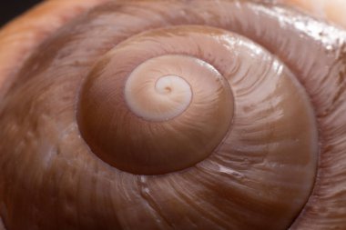 Fibonacci spiralini doğada bir deniz kabuğu üzerinde kapatın. Kopyalama alanı olan makro arkaplan. 