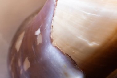 Deniz kabuğu dokusunu beyaz, bronz, kahverengi ve mor soyut olarak kapatın.