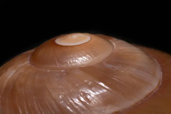 Fibonacci spiralinin siyah arkaplandaki deniz kabuğu üzerindeki yan görüntüsünü kapat. Kopyalama alanı olan makro arkaplan. 
