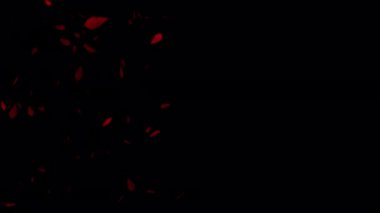 Akçaağaç yapraklarının büyüleyici dönüşümü. Bu yavaş çekim animasyonunun güzelliğiyle düğün videonuzu ya da fotoğraf slaytınızı geliştirin, gerçekçi akçaağaç çağlayarak aşağı iner ve romantik bir zemin hazırlar..