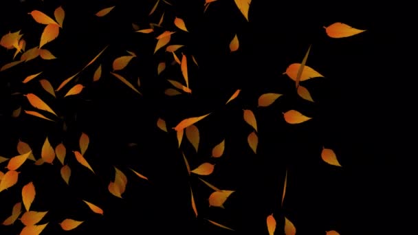 Capturing Graceful Animation Floating Leaves Add Romantic Touch Your Wedding — Stock Video