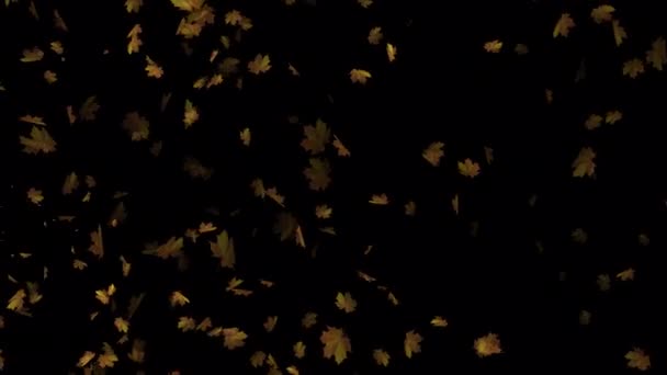 Animated Elegance Bewonder Graceful Movement Floating Maple Leaves Verbeter Bruiloft — Stockvideo