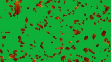 Yüzen Akçaağaç Yapraklarının Dinamik Döngü Animasyonu 'nu keşfediyorum. Bu yavaş çekim animasyonunun güzelliğiyle düğün videonuzu ya da fotoğraf slaytınızı geliştirin, gerçekçi akçaağaç çağlayarak aşağı iner ve romantik bir zemin hazırlar..