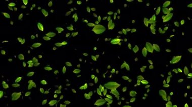 Yüzen Akçaağaç Yaprakları 'nın Uyumlu Animasyonuna Mucize. Düğün davetiyelerinize ya da aşk temalı sunumlarınıza yavaş çekim animasyonunun büyüleyici görüntüleriyle romantik bir dokunuş ekleyin. Düşen gerçekçi akçaağaç yaprakları.