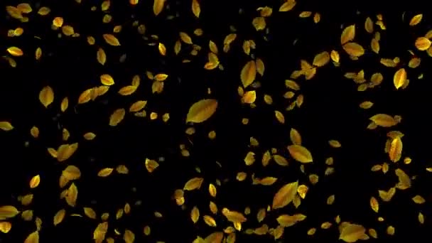 Unveiling Spellbinding Loop Animation Floating Maple Leaves Enhance Your Wedding — Stock Video