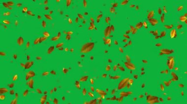 Maple Leaves 'in Tuhaf Döngü Animasyonu' nu deneyin. Bu yavaş çekim animasyonunun güzelliğiyle düğün videonuzu ya da fotoğraf slaytınızı geliştirin, gerçekçi akçaağaç çağlayarak aşağı iner ve romantik bir zemin hazırlar..