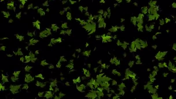떠다니는 메이플 나뭇잎 Breathtaking Loop 애니메이션을 사진찍을 사진찍을 낭만적 분위기를 — 비디오