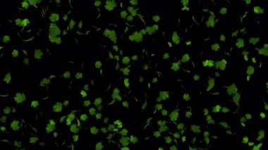 Sonsuz Özgürlük: Yeşil Akçaağaç Yaprakları 'nın Büyüleyici Döngüsü Uçuyor, Bu yavaş hareketin güzelliğiyle düğün videonuzu veya fotoğraf slaytınızı geliştirin, gerçekçi akçaağaç yaprakları çağlayarak aşağı inerken, romantik bir zemin oluşturur.