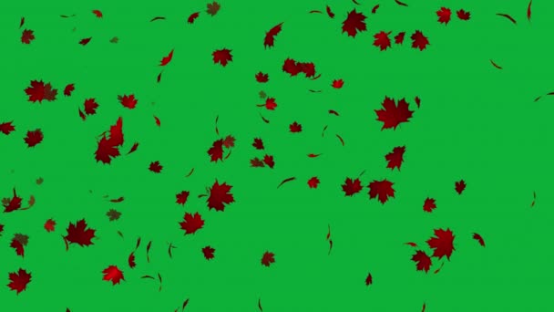 Maple Leaves Falling Style Green Screen Background Create Romantic Atmosphere — Stock Video
