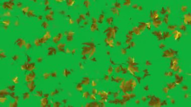 Doğanın Yavaş Dansı: Gerçekçi Sarı Akçaağaç Yapraklarının Döngü Animasyonu. Düğün davetiyelerinize ya da aşk temalı sunumlarınıza yavaş çekim animasyonunun büyüleyici görüntüleriyle romantik bir dokunuş ekleyin. Düşen gerçekçi akçaağaç yaprakları.