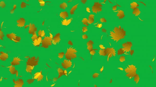 Gyönyörű Animation Falling Maple Levelek Zöld Képernyőn Add Egy Romantikus — Stock videók