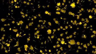 Slow Motion Motion Animation of Realistik Sarı Akçaağaç Yaprakları, fotoğraf çekiminizde romantik bir atmosfer oluşturun ya da düşmekte olan gerçekçi akçaağaç yapraklarının nazik hareketini büyüleyici yavaş çekim animasyonlarıyla birleştirin.