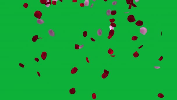 Romantic Rhythms Animated Petals Unforgettable Celebrebrations Petals Animation Valentine Day — стокове відео