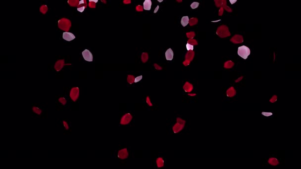 Mesmerizing Petals Animated Beauty Love Celebration Petals Animation Perfect Valentine — Stock Video