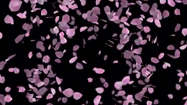 运动中的浪漫花瓣 吸引背景的花瓣动画 — 图库视频影像