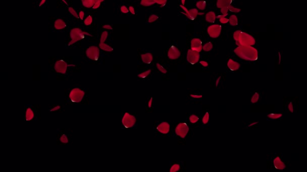 Geanimeerde Bloemblaadjes Voor Valentijnsdag Bruiloften Bloemblaadjes Animatie Voor Onvergetelijke Vieringen — Stockvideo