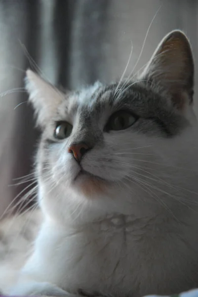 一只灰色的猫的肖像 它有一双大眼睛朝侧面看 — 图库照片