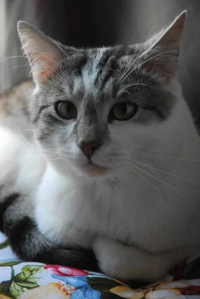 Evin Arka Planında Güzel Kedi Portresi — Stok fotoğraf