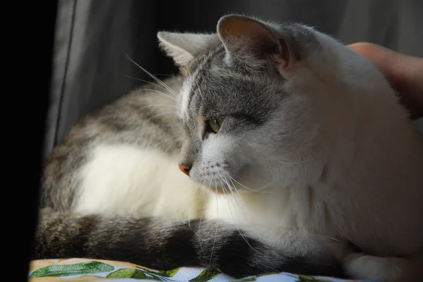 Kedi Bacağı Kanepede Bir Şeye Bakıyor — Stok fotoğraf