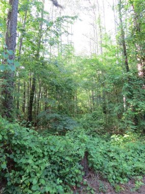 Thick woods at edge of park, Harbison Lake Loop at Archers Lake in Columbia, South Carolina in late afternoon on a sunny day.