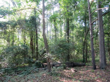 Thick woods at edge of park with fallen logs around, Harbison Lake Loop at Archers Lake in Columbia, South Carolina in late afternoon on a sunny day.