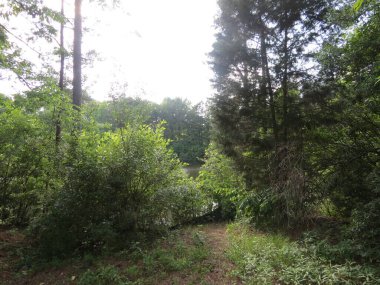 Thick woods at edge of park, Harbison Lake Loop at Archers Lake in Columbia, South Carolina in late afternoon on a sunny day.